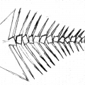 aculei a etn-art (1)