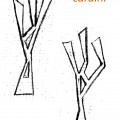 cardini-etn_art-5