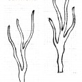 sarmenti-etn_art-3
